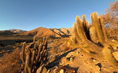 “7 VECES 7”: El ritual cinematográfico que une a México y el Valle del Elqui